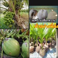 ราคา (1ลูก) สำหรับนำไปปลูก ลูก มะพร้าวเปลือกหวาน ลูกมะพร้าวเปลือกหวาน มะพร้าว เปลือกหวาน happy (16020095861)