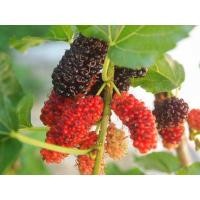 ราคา กิ่งหม่อนในถุงดำมีใบ กิ่งหม่อนมีสรรพคุณช่วยทำให้เลือดลมไหลเวียนได้สะดวกมากขึ้น ช่วยบำรุงหัวใจ (ผล) ถุงละ 29 บาท (21169718243)