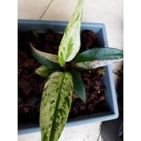 ราคา ต้นโชคเก้าชั้นด่างชมพู (13805333732)