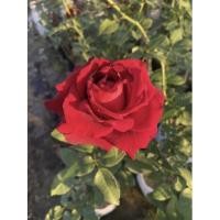 ราคา ต้นกุหลาบแดงไร้หนาม ดอกใหญ่สีแดงสด (21719934266)