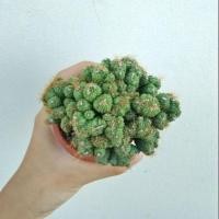 ราคา หยกนำโชค (1122301277)