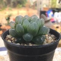ราคา ฮาวอร์เทีย อ๊อปทูซา หยดน้ำค้าง Haworthia obtusa var. pilifera (5624846654)