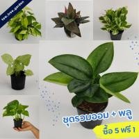 ราคา ชุดรวมต้นไม้มงคล พลู + ออม กระถาง3นิ้ว ซื้อ 5 ต้นฟรี 1ต้น ไม้มงคลไม้ฟอกอากาศ เลือกสั่งซื้อเข้ามา 6 ต้นระบบจะคิดเงิน5ต้น (25420948530)