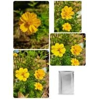 ราคา เมล็ดพันธุ์ดอกดาวกระจายสีเหลือง ดอกดาวกระจายพื้นบ้าน (9402277037)