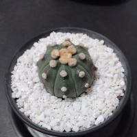 ราคา แอสโตร ในกระถางปากแตร 4 นิ้ว แอสโตรไฟตัม นูดัม แคตตัส #4 (Astrophytum nudum) (43311398390)