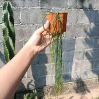 ราคา ริพซาลิสสายฝน กระถาง 3 นิ้ว (22136107029)