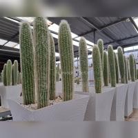 ราคา แมมพ่อเฒ่า Old Man Cactus แคคตัส กระบองเพชร (25230035616)