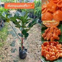 ราคา ต้นขนุนแดงสุริยาทาบกิ่งพร้อมส่งครับ (42507765409)