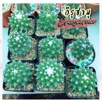 ราคา แมมอิรุซามุ(Erusamu) (8191603625)