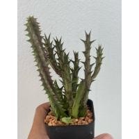 ราคา เก๋งจีนเก๋งจีนด่าง เก๋งจีนแคคตัส กระถาง2“ ไม้อวบน้ำ Huernia zebrina f. variegata แคคตัส (14612937418)