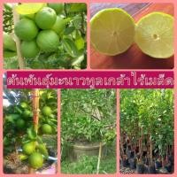 ราคา ต้นพันธุ์มะนาวไร้เมล็ดทูลเกล้า สูง 50-60 ซม. (7250157737)