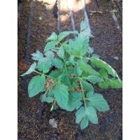 ราคา ต้นมะเขือเทศลูกท้อขนาดสูงประมาณ25-35ซม. (48652573737)