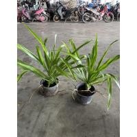 ราคา ต้นจันผา จันผา สวยๆ ต้นละ 300 ใบเขียวๆ (12231333875)