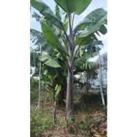 ราคา กล้วยตานีดำ หน่อกล้วยตานีดำ ดำอินโด 1 หน่อ (16930351656)