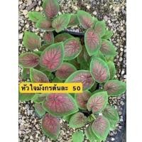 ราคา หัวใจมังกร บอนสีสวยๆ (41156728159)