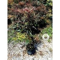 ราคา ต้นหูกระจงแดง หรือแผ่บารมีสีแดง ขนาดต้น 8.ซม.-1เมตร เสียบยอด (23889685657)