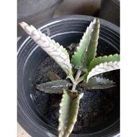 ราคา ต้นเศรษฐีพันล้าน สีม่วงดำ (10 ต้น) (26426167682)