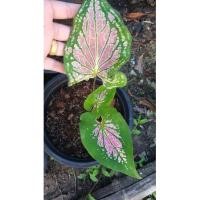 ราคา #บอนสี#เจ้ากรุงไกรเซอร์#ฮกหลง# (11350406658)