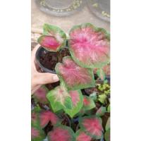 ราคา บอนช้างเผือกใบบัว ขนาด4นิ้ว (15739975817)