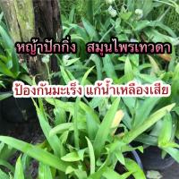 ราคา ต้นหญ้าปักกิ่ง #สมุนไพร#หญ้าเทวดา (1186124841)