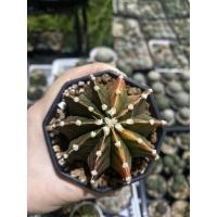 ราคา ต้นกระบองเพชร Cactus, ยิมโนด่าง Gymnocalycium Mihanovichii Variegata ไม้เพาะเมล็ด ขนาด 6.8 cm (22207797934)