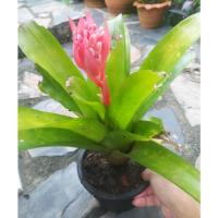 ราคา สัปปะรดสีเขียว Cryptanthus ไม้ประดับ ไม้มงคล (17434328517)