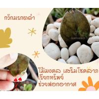 ราคา กวักดำ #กวักมรกตดำ #กวักมรกตใบดำ (8761866338)