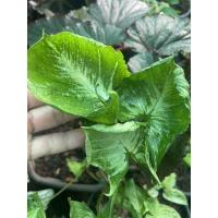 ราคา ต้น ห่อเงิน ห่อทองด่าง (10250271797)