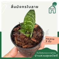 ราคา ต้นลิ้นมังกรลาย ส่งพร้อมกระถาง 3 นิ้ว (24732673740)