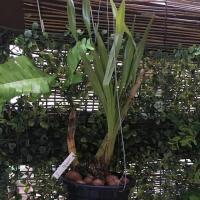 ราคา เพชรหึง. กล้วยไม้ยักษ์ที่สุดในโลก (3735780893)