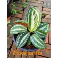 ราคา ต้นคล้าแตงโม ค้าขายร่ำรวย (Calathea) ต้นไม้มงคล ไม้ฟอกอากาศ ปลูกในกระถาง 6 นิ้ว (11865136157)