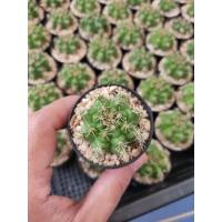 ราคา กระบองเพชร แคคตัส (Cactus) ยิมโน (Gymnocalycium) ลุ้นสีดอก ไม้ชำหน่อและไม้เพาะเมล็ด ขนาดกระถาง 2 นิ้ว (5444886345)