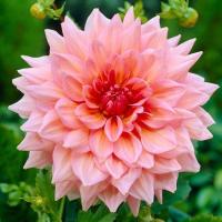 ราคา 1 เหง้า ดาห์เลีย Dahlia rhizome ดอกรักเร่ ดอกรักเเรก Dahlia สายพันธุ์ Otto's Thrill (7793864658)
