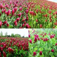 ราคา 150+ เมล็ด เมล็ดโคลเวอร์คริมสัน (ปลูกง่าย ดอกแห้งสามารถนำมาทำชาได้ ต้นอ่อนสามารถนำมาใส่ในสลัด) (19084509426)