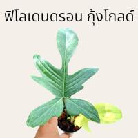 ราคา ฟิโลเดนดรอน ก้ามกุ้งสีทอง Philodendron Florida Ghost. (ได้ต้นตรงปก) (25369525379)