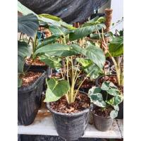 ราคา ต้นเสน่ห์จันทร์ขาว.. (8896495596)