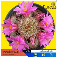 ราคา ต้นกระบองเพชร แมมมิราเลีย หนามตะขอแดง ไม้เพาะเมล็ด #Mammillaria Beneckei #ต้นแคคตัส (6934846332)