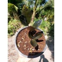 ราคา กวักมรกตดำเชื้อด่างชมพู ด่างหลังใบ( zamioculcaszamiifoliablack) (14812724304)