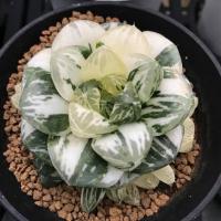 ราคา Haworthia Obtusa Marin Ex. Taiwan (Non-Variegata) จัดส่งแบบเปลือยราก (16941059706)
