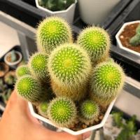 ราคา กระบองทองฟอร์มกอ กระถาง4” | แคคตัส Cactus | กระบองเพชร (19586143364)