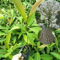 ราคา ต้นจิกนมไม้ป่า ไม้เศรษฐกิจ ไม้หายาก โตเร็ว*ขนาด 35 cm.ขึ้นไป (16569618514)