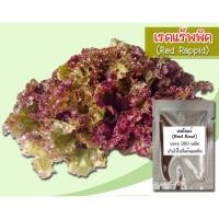 ราคา เมล็ดพันธุ์ผักสลัดผักกาดหอมแดง เรดแรปปิด (Red rappid) บรรจุ 200 เมล็ด (474096152)