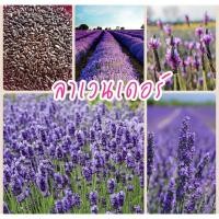 ราคา เมล็ดดอกลาเวนเดอร์ 100 เมล็ด (4885994879)