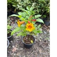 ราคา ต้นทองอุไรส้ม (ทองอุไรมิกกี้เม้าส์) กระถาง 5-6 นิ้ว (55001142218)