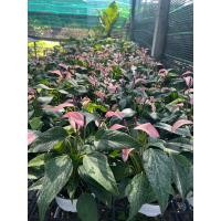 ราคา #ดอกหน้าวัว #หน้าวัวชมพู #ดอกหน้าวัว #ดอกหน้าวัวแดง #ดอกหน้าวัวแคระ ชาวยุโรปมักนำดอกหน้าวัว มาใช้สื่อถึงความรัก (19288718926)