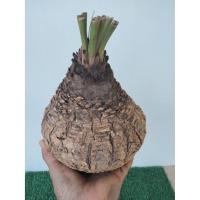 ราคา หัวปรง ขนาดใหญ่(30-40cm) ส่งเฉพาะหัวไม่มีใบ ปรง ไม้หัว ต้นปรง (7683201382)