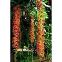 ราคา ต้นพันธุ์ สร้อยระย้า จิกน้ำ กระโดนน้ำ ดอกเป็นพวงระย้าสวย กระโดนป่า หรือจิกนาต้นละ 39 บาท (19489925516)