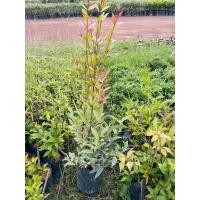 ราคา ต้นกล้าคริสติน่า ไซส์ใหญ่ (4980018257)