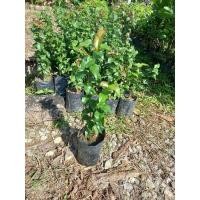 ราคา ต้นมะยมแดง หรือ ต้นมะยมฝรั่ง (15119757716)