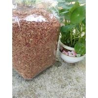 ราคา ข้าวกล้องสังข์หยดพัทลุง เกษตรอินทรีย์ ปลอดสารพิษ (7072642612)